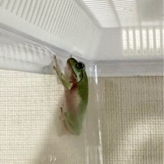 購入したばかりのイエアメガエル　お譲りしますの画像