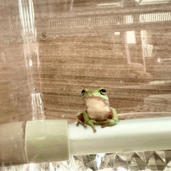 購入したばかりのイエアメガエル　お譲りしますの画像