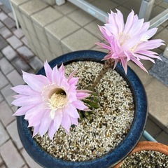 月下美人 サボテンの画像