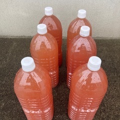 PSB光合成細菌2
L 
