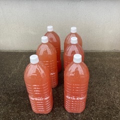 PSB光合成細菌2
L の画像