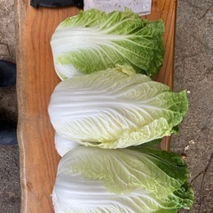 規格外の白菜 5個で600円の画像