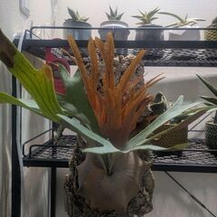 観葉植物　ビカクシダ