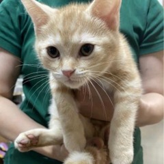 アメショの男の子、レッドタビー