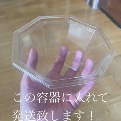 ハマミズナ科ベルゲランタス属 テルナミ  三時草 抜き苗の画像