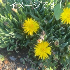ハマミズナ科ベルゲランタス属 テルナミ  三時草 抜き苗の画像