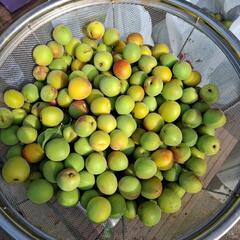 受け付け再開　南高梅