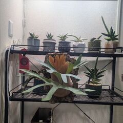 ビカクシダ