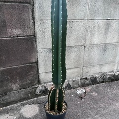 植物　サボテン①