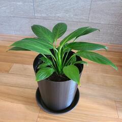観葉植物スパティフィラム