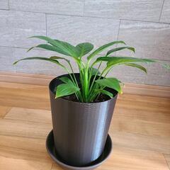 観葉植物スパティフィラムの画像