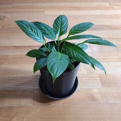 観葉植物スパティフィラムの画像