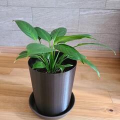 観葉植物スパティフィラムの画像