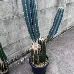  植物　サボテン②