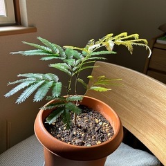 観葉植物　エバーフレッシュ 