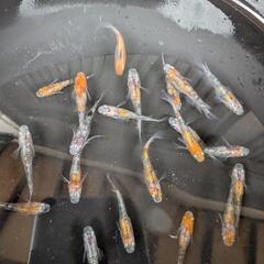 三色ラメ幹之サファイア系　⑤