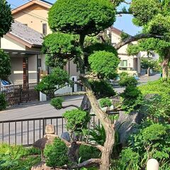 庭木　イチイの画像
