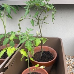 ミニトマト
