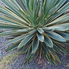 アガベ　ソテツ　ユッカ　植物　観葉植物