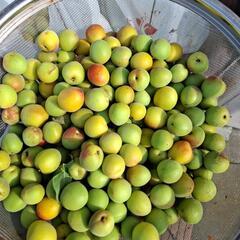 予定者決定　再開　南高梅