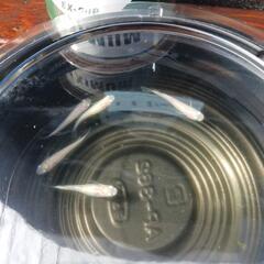 6/7めだか販売の画像