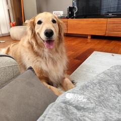 優しい　ゴールデンレトリバー