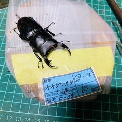 ③オオクワガタ   新成虫ペアの販売