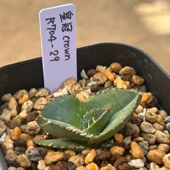 皇冠crown    　王妃雷神　白中斑