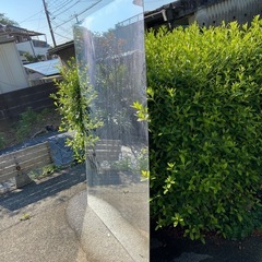 (お話中)でっかい鏡板！自宅でダンスなどに最適の画像