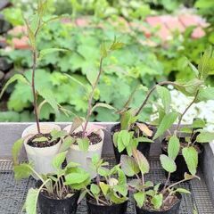 ホタルブクロ　多年草