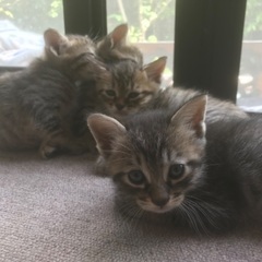 仔猫産まれました⁽⁽ଘ( ˊᵕˋ )ଓ⁾⁾