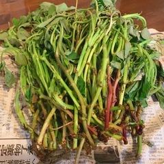 さつまいも　茎