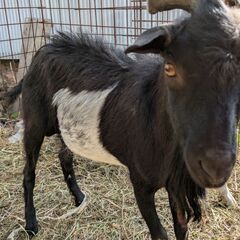 牛柄ヤギ1歳♂