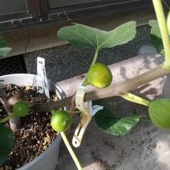 イチジク（ホワイトイスキア）3年目−3の画像