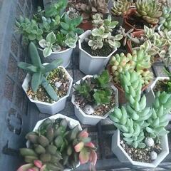 多肉植物 いっぱい 出品🌸🌸