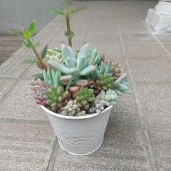 多肉植物 寄せ植え(*^-^*)の画像