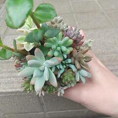 多肉植物 寄せ植え(*^-^*)の画像
