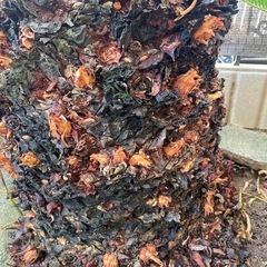 蘇轍　ソテツ　蘇鉄【価格相談可】 　　の画像