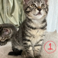 キジトラ(サバトラ？)子猫　2ヶ月の男の子①【里親様決定しました】