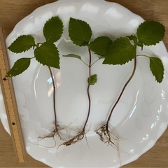 大葉（青シソ）の苗🌱3本