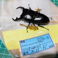 ①クルビデンスオオクワガタ   新成虫ペアの販売