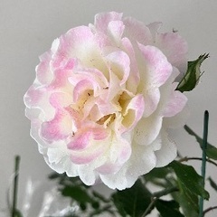 ギヨー　オロール・ドゥ・ジャックマリー　中苗　薔薇