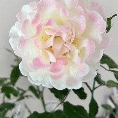 ギヨー　オロール・ドゥ・ジャックマリー　中苗　薔薇の画像