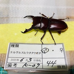 ケルヴルスヒラタクワガタ　新成虫ペアの販売