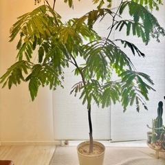 観葉植物★大型★エバーフレッシュ