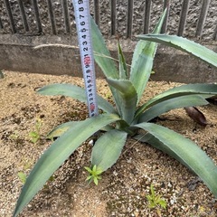 【耐寒性アガベ】アオノリュウゼツラン