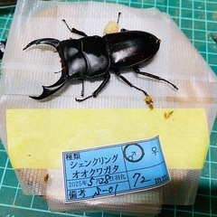 ①シェンクリングオオクワガタ    新成虫ペアの販売