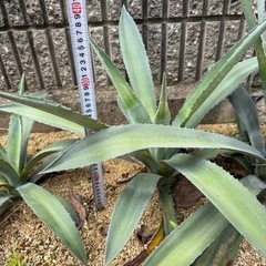 【耐寒性】アオノリュウゼツラン