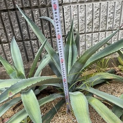 【耐寒性】アオノリュウゼツラン