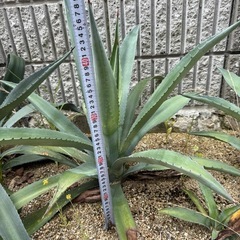 【耐寒性】アオノリュウゼツラン